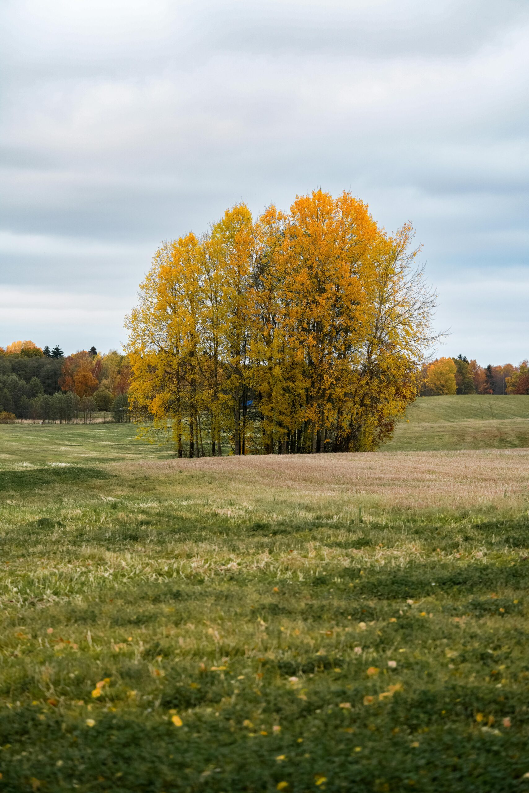 Fall season-landscape-with-vibrant-yellow-trees