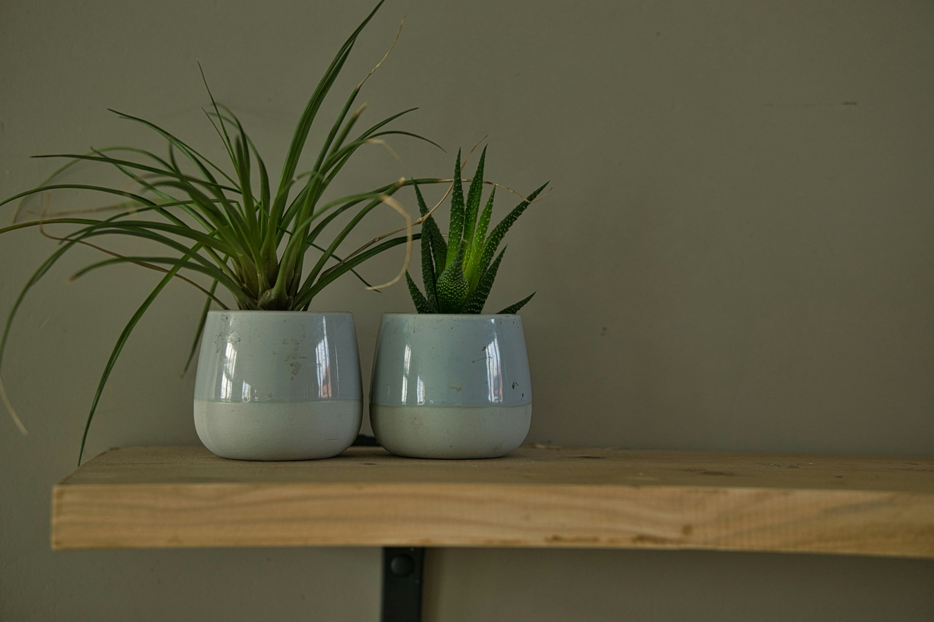 Colorful Planters: Brighten Your Indoor Garden with Vibrant Styles